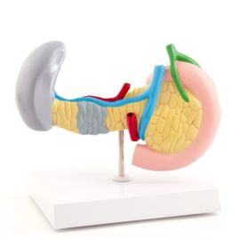 HEINE SCIENTIFIC Anatomisch model alvleesklier, milt en galblaas met ziektebeelden