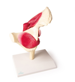 Anatomisch model Heupgewricht met spierweefsel