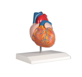 Anatomisch model Hart (2 delen)