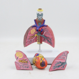 Anatomisch model Longen, hart en larynx