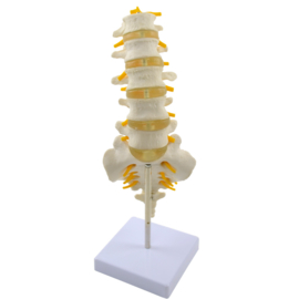 HEINE SCIENTIFIC Anatomisch model lumbale wervelkolom
