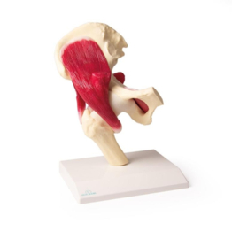 Anatomisch model Heupgewricht met spierweefsel