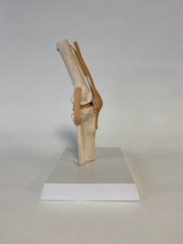 Anatomisch model Knie gewricht