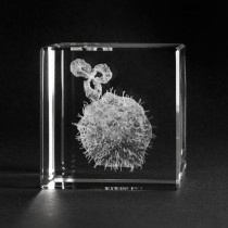 Educatieve 3D glas modellen