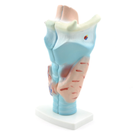 HEINE SCIENTIFIC Anatomisch model larynx / strottenhoofd