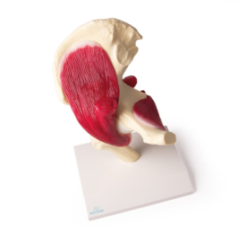 Anatomisch model Heupgewricht met spierweefsel