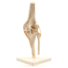 HEINE SCIENTIFIC Anatomisch model knie met ligamenten