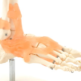 HEINE SCIENTIFIC Anatomisch model voet skelet met ligamenten