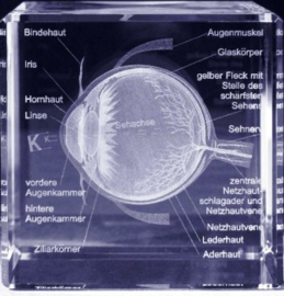Educatieve 3D glas modellen