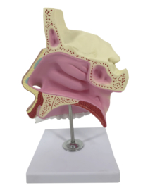 Anatomisch model Neusholte (1 deel)