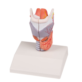 Anatomisch model Strottenhoofd (larynx)