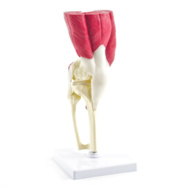 HEINE SCIENTIFIC Anatomisch model knie gewricht met spieren en pezen