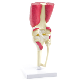 HEINE SCIENTIFIC Anatomisch model knie gewricht met spieren en pezen