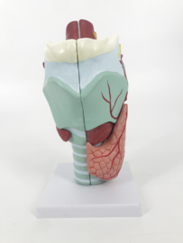 Anatomisch model Larynx / Strottenhoofd (5 delig)