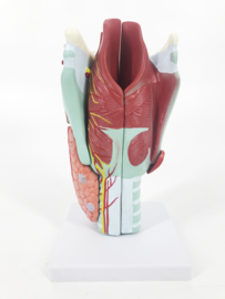 Anatomisch model Larynx / Strottenhoofd (5 delig)