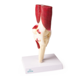 Anatomisch model Kniegewricht met spierweefsel