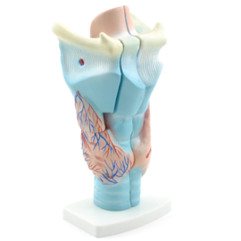 HEINE SCIENTIFIC Anatomisch model larynx / strottenhoofd