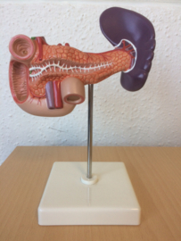 Anatomisch model Pancreas (alvleesklier), milt en galblaas