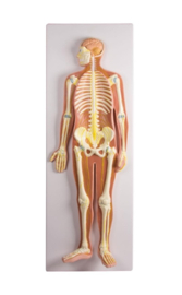 Anatomisch model van het Zenuwstelsel