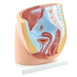 HEINE SCIENTIFIC Anatomisch model vrouwelijk bekken