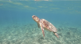 Met schildpadden zwemmen