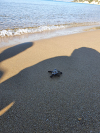 Met schildpadden zwemmen