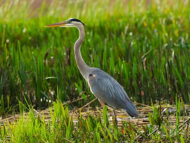 de reiger