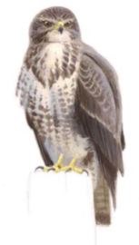 de Buizerd