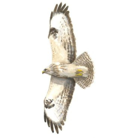 de Buizerd