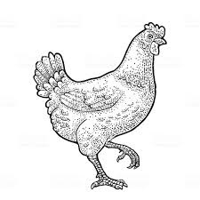 1094-Bio Kip-poulet (stukjes boutvlees), verpakt per 250 gram