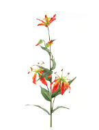 Gloriosa oranje