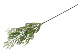 Abrus precatorius S groen