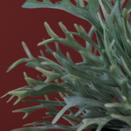 Platycerium groen