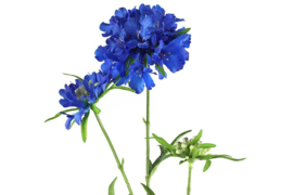 Scabiosa blauw