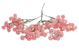 Gypsophila d.roze