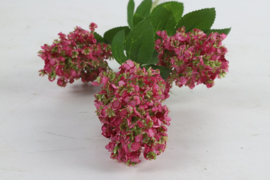 Fatsia japonica d.roze