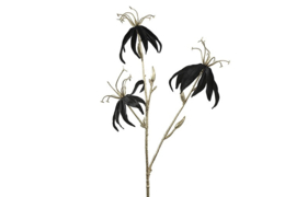 Gloriosa S zwart