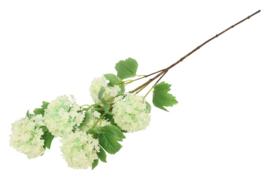 Viburnum Opulus lichtgroen