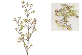 Prunus jamasakura Vika L wit