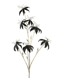 Gloriosa L zwart