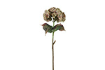 Hydrangea beige
