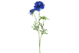 Scabiosa blauw