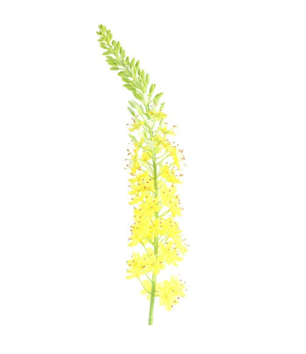 Kunstbloem Lythrum S geel