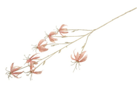 Gloriosa L roze