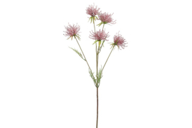 Hakea lila