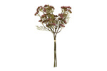 Eriogonum donkerroze