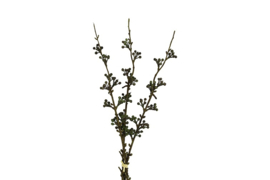 Rosa canina bundel zwart
