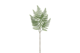 Monilophyta groen