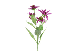 Echinacea paars