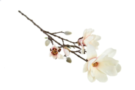 Magnolia Chayca M crème